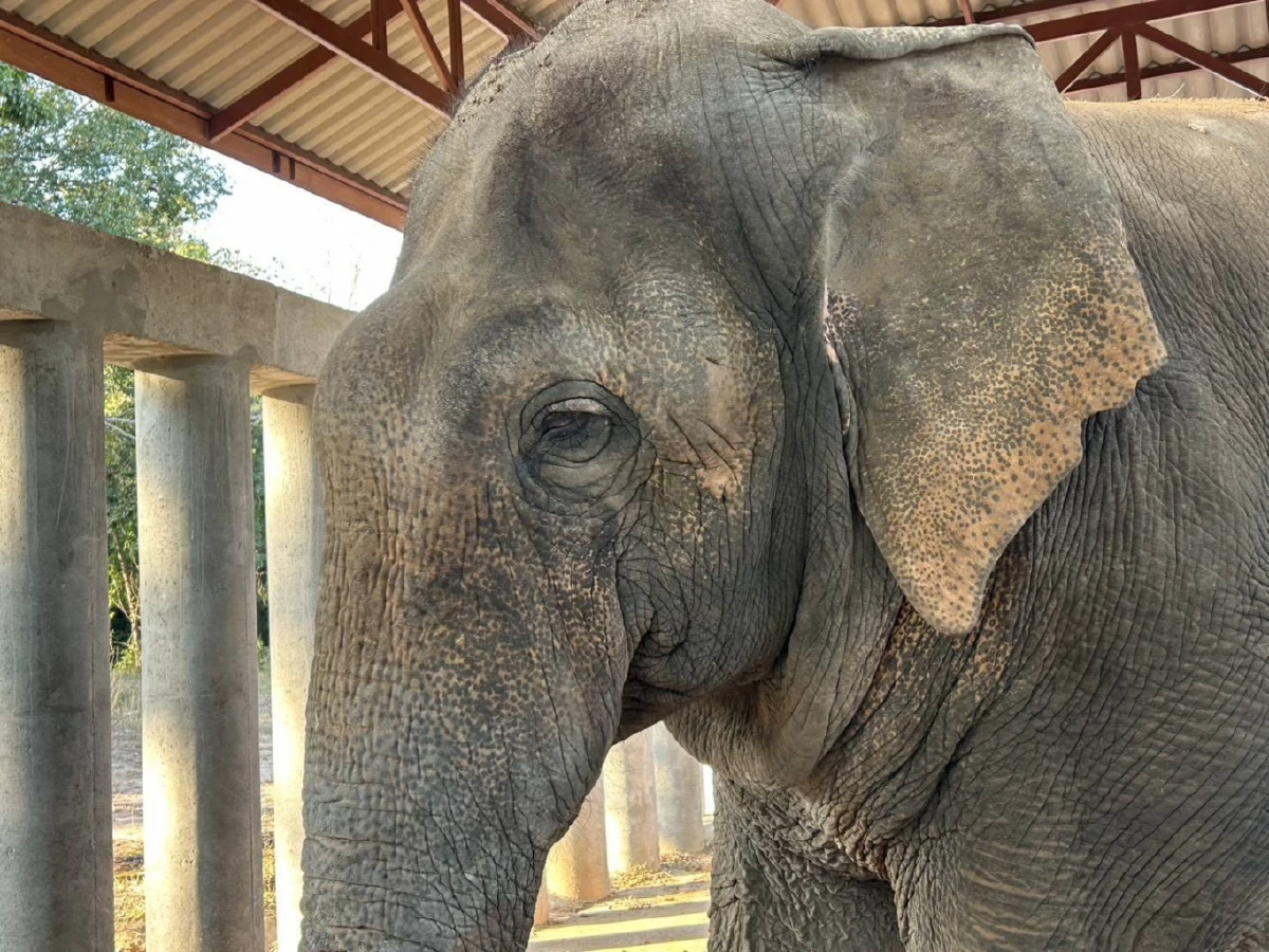 อัปเดต "สีดอแก้ว" ปรับตัวดีที่ช่องกล่ำบน ทีมสัตวแพทย์ดูแลใกล้ชิด 24 ชม.