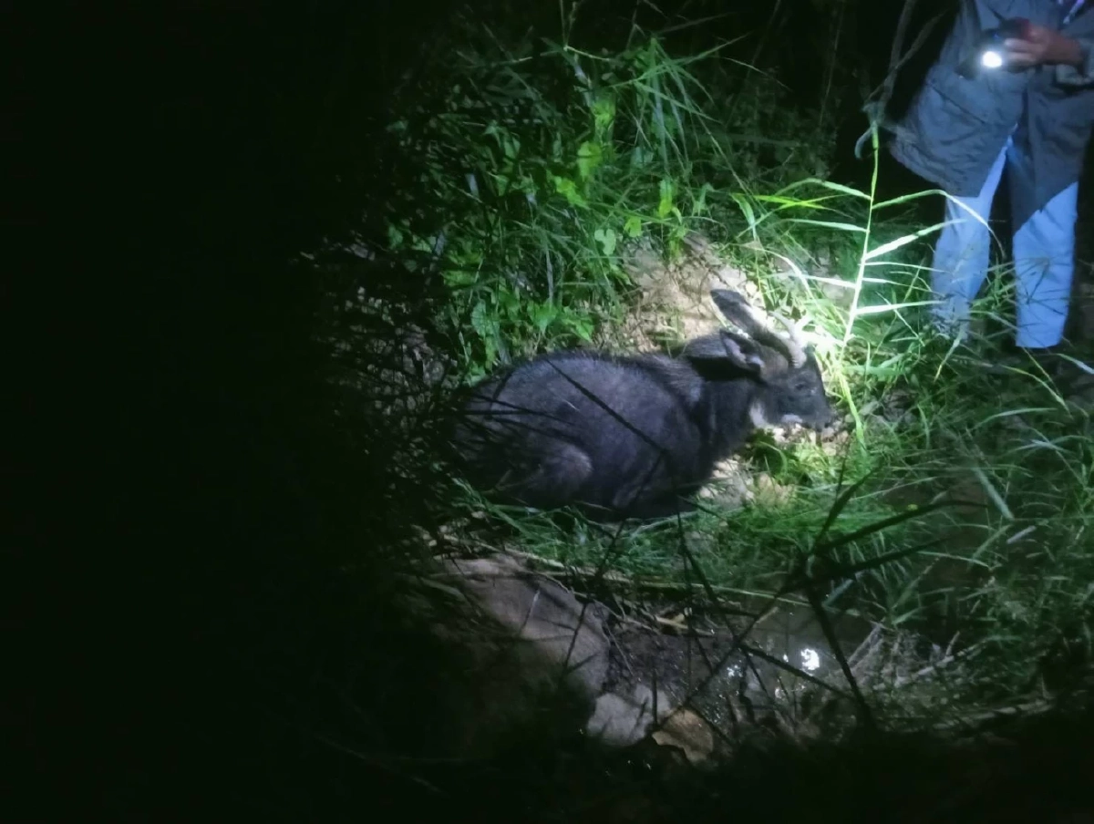 ช่วยเหลือเลียงผาบาดเจ็บ ผ่านการแจ้งผ่านสายด่วนพิทักษ์ป่า 1362