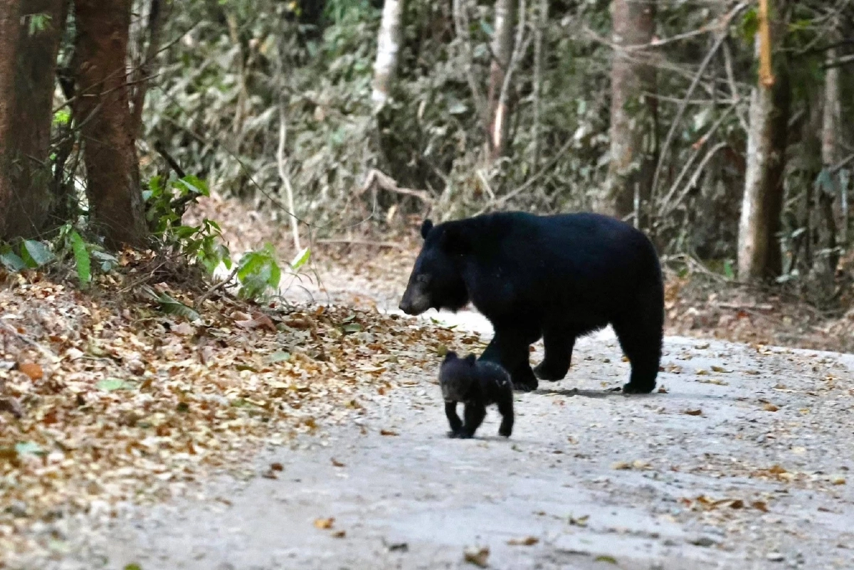 นทท. เผยภาพหาดูยาก หมีควายแม่ลูก โผล่ถนนแก่งกระจาน
