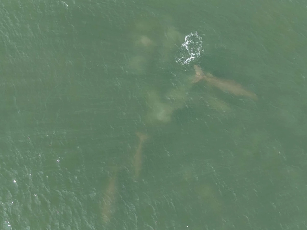 ข่าวดี! พบแม่ลูกพะยูน 2 คู่โผล่อ่าวทึง สัญญาณบวกระบบนิเวศหมู่เกาะพีพีฟื้นตัว