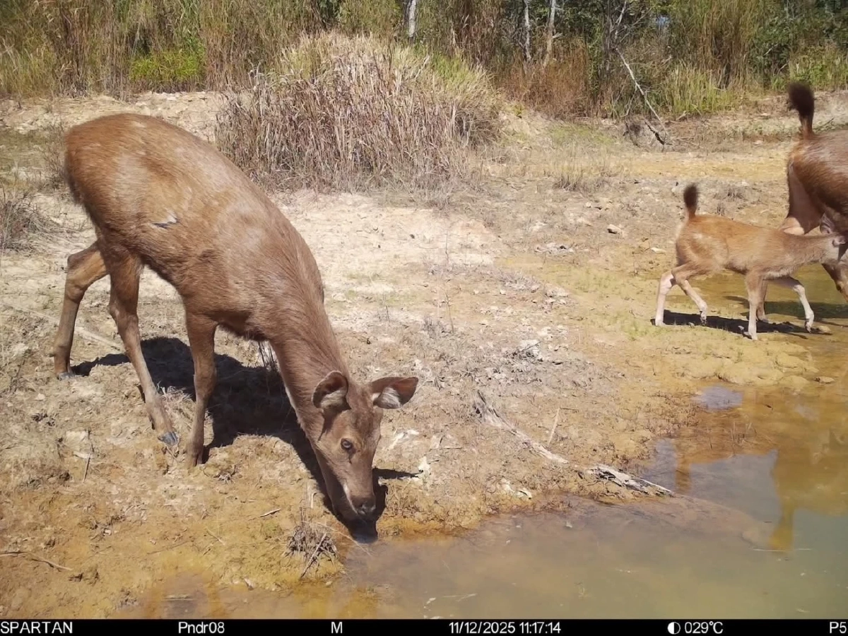 เปิดภาพลับทุ่งกบาลกะไบ สัตว์ป่าโผล่พรึบ 22 ชนิดรับลมหนาว
