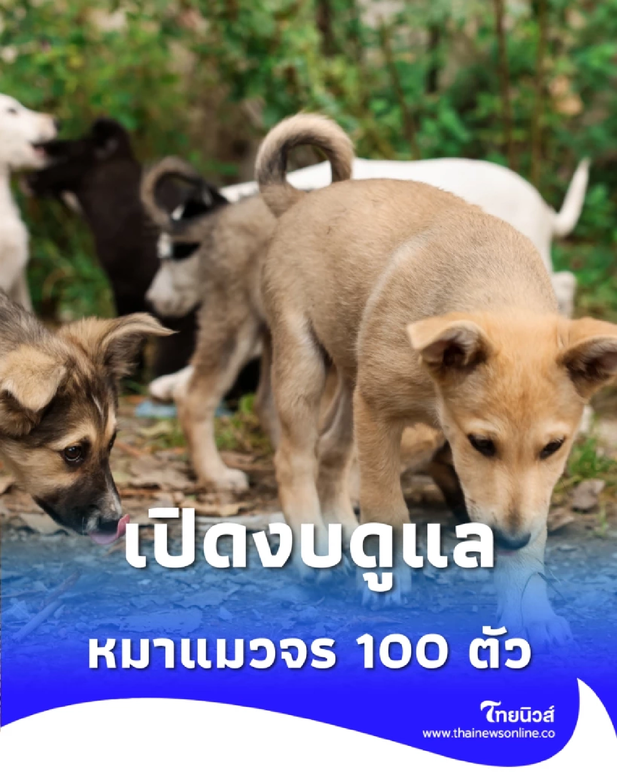 เปิดงบดูแลหมาแมวจร 100 ตัว ต้องควักกระเป๋าจ่ายเดือนละเท่าไหร่