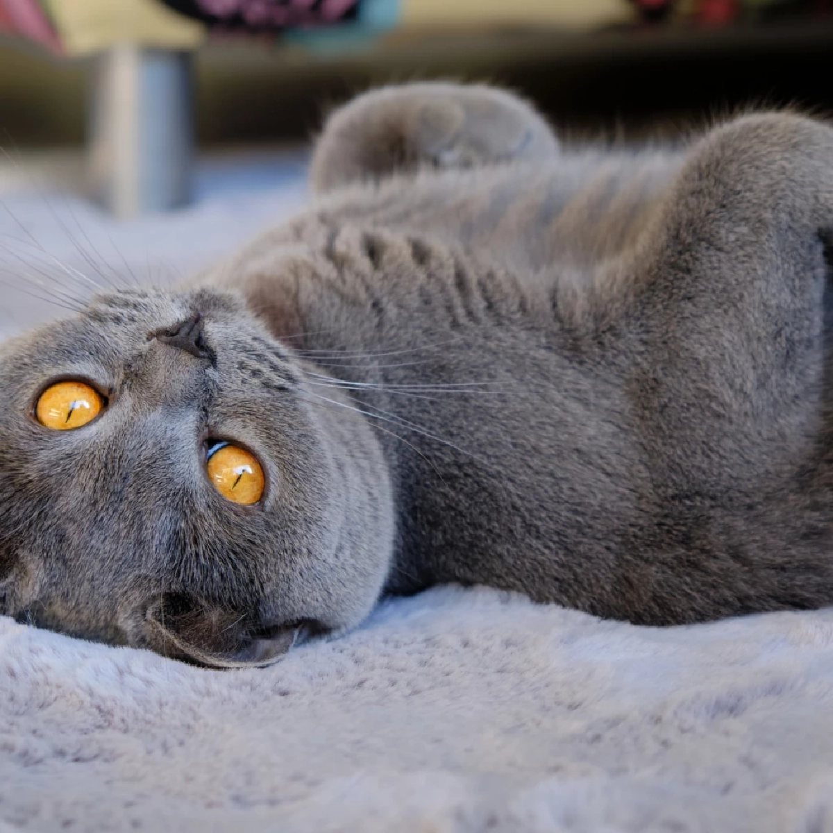 โชว์พุงไม่ได้แปลว่าให้จับ ไขปริศนาว่าทำไมแมวหวงพุง