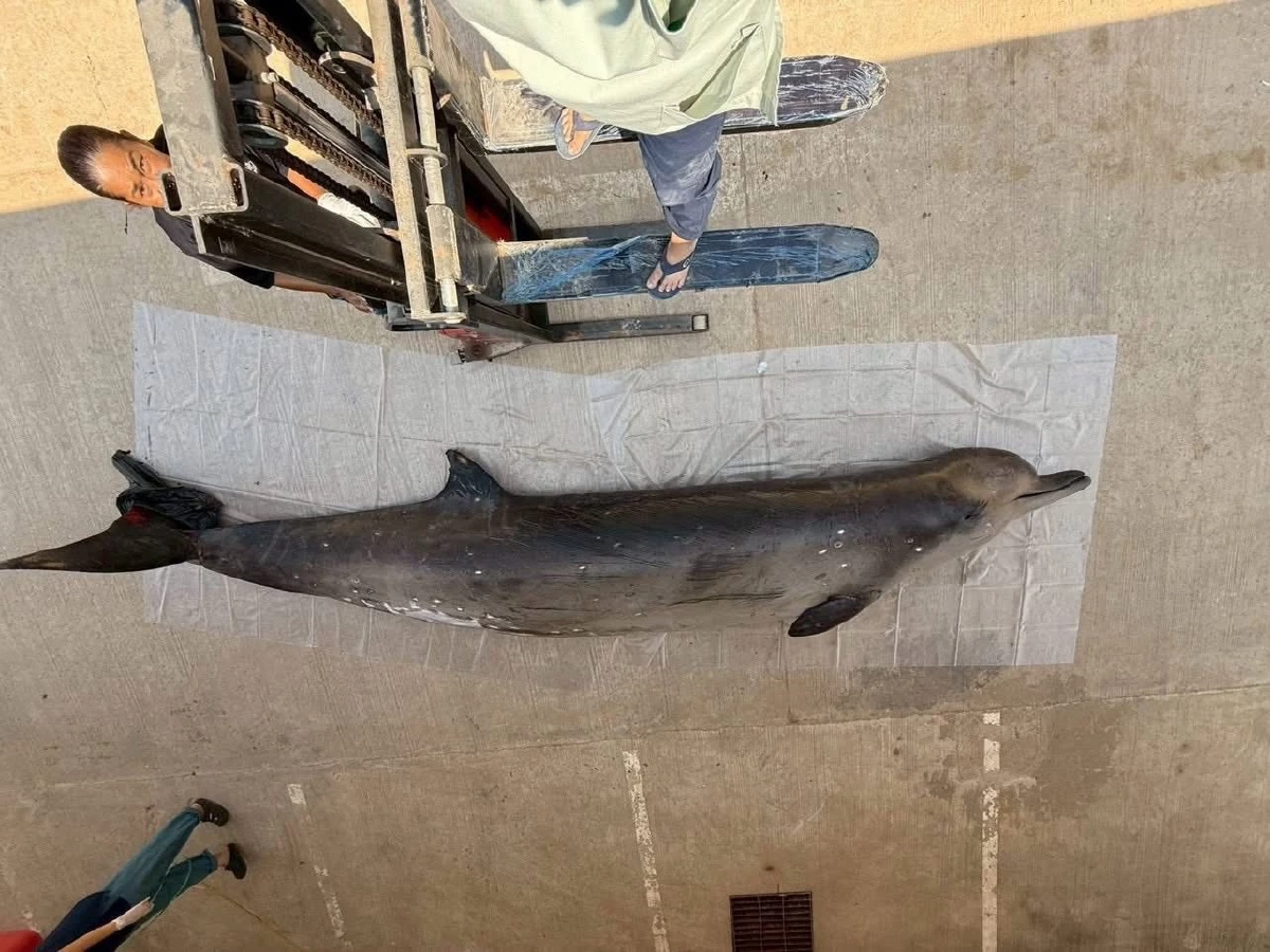 วาฬอ่อนแรงกลางทะเลจันทบุรี ก่อนเสียชีวิต ถือเป็นสัตว์ทะเลหายาก