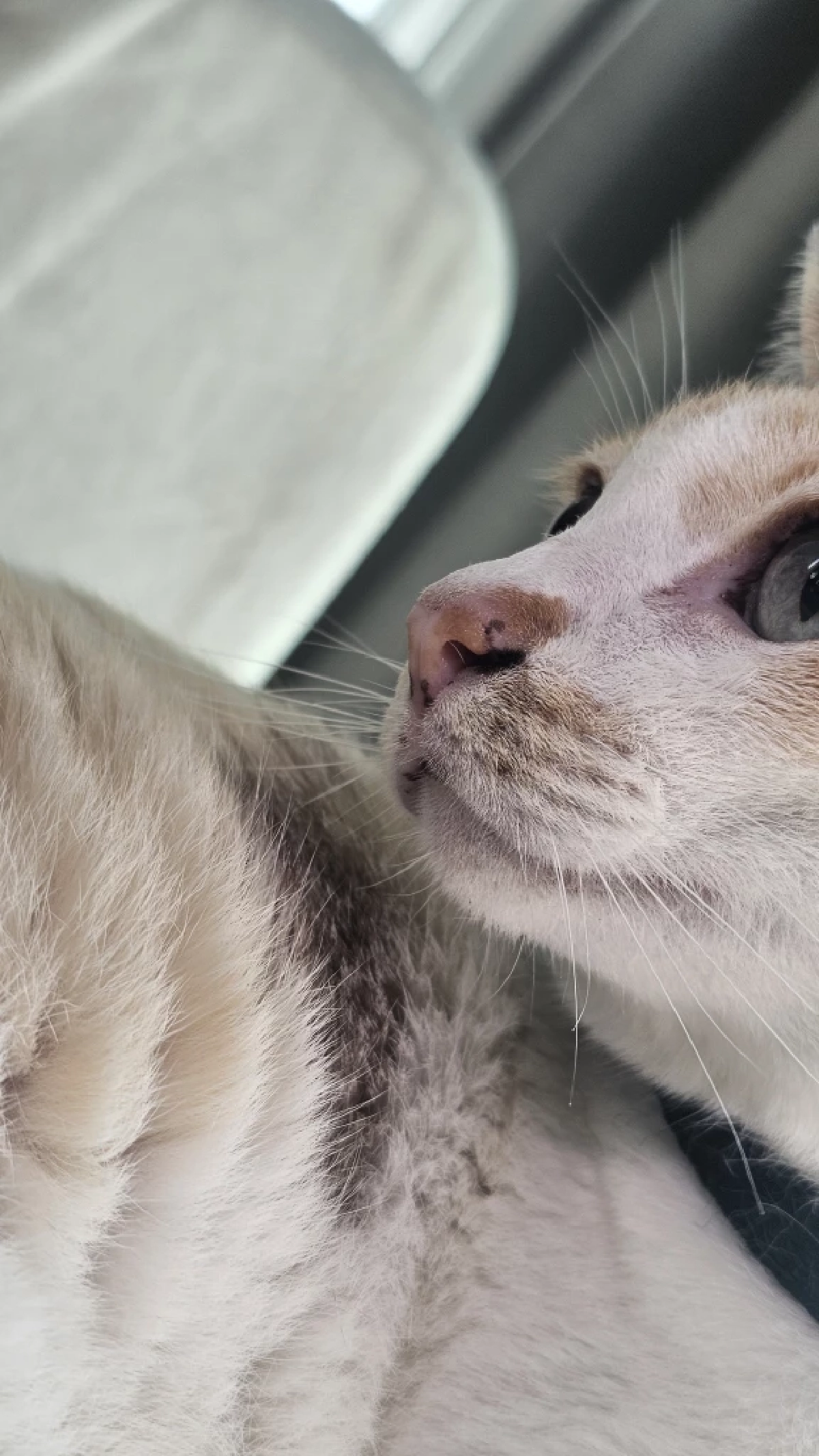 ทำความรู้จัก Lentigo ภาวะจุดดำบนปากแมว เรื่องปกติที่ทาสต้องรู้