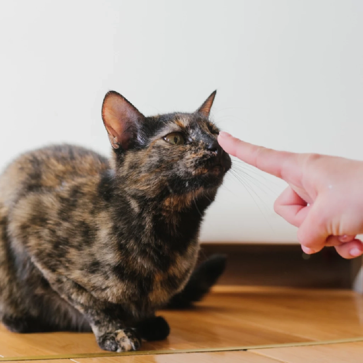 5 เรื่องน่ารู้เกี่ยวกับพฤติกรรมแมวและความลับที่ทาสอาจไม่เคยเห็น