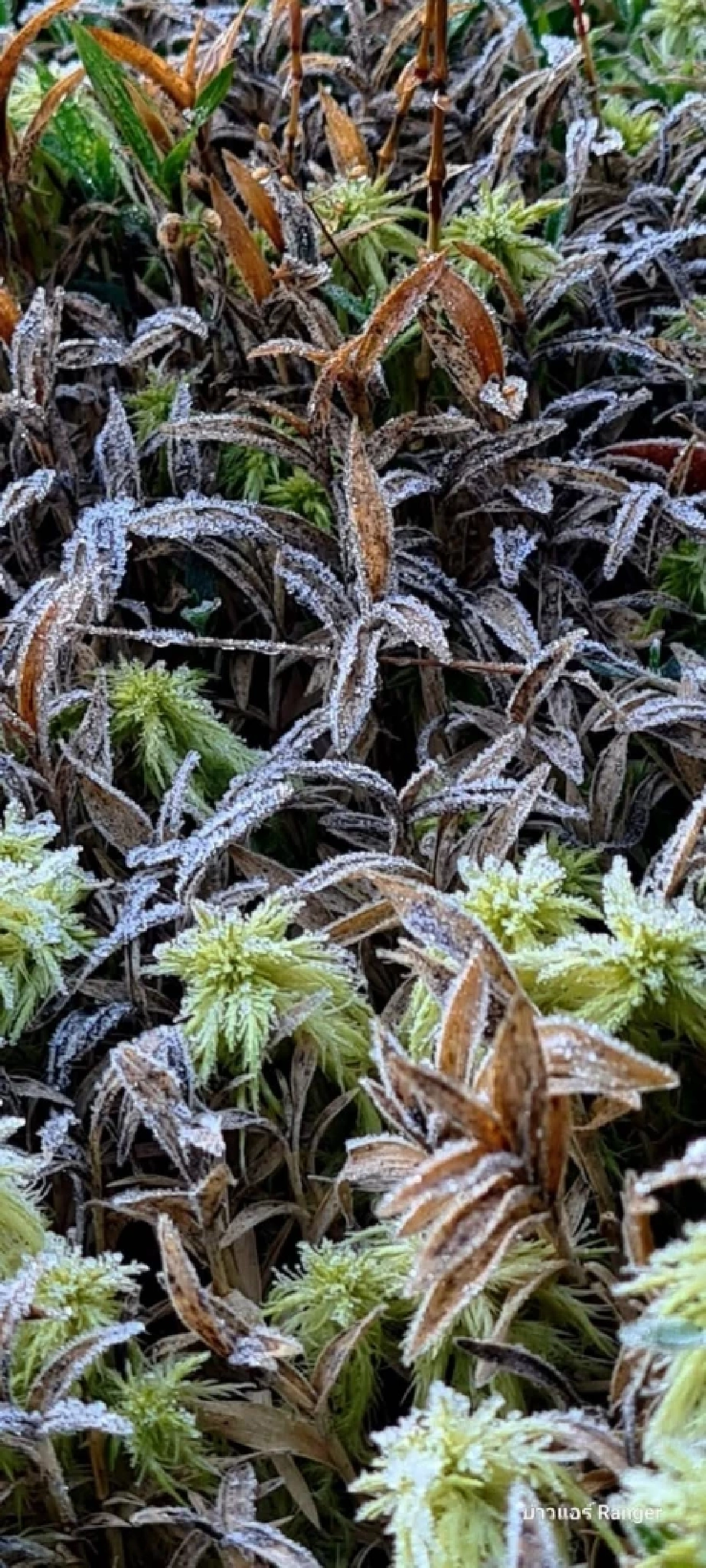 หนาวจัดที่ภูกระดึง-ภูหลวง แม่คะนิ้ง โผล่ทักทายฤดูหนาว 2569