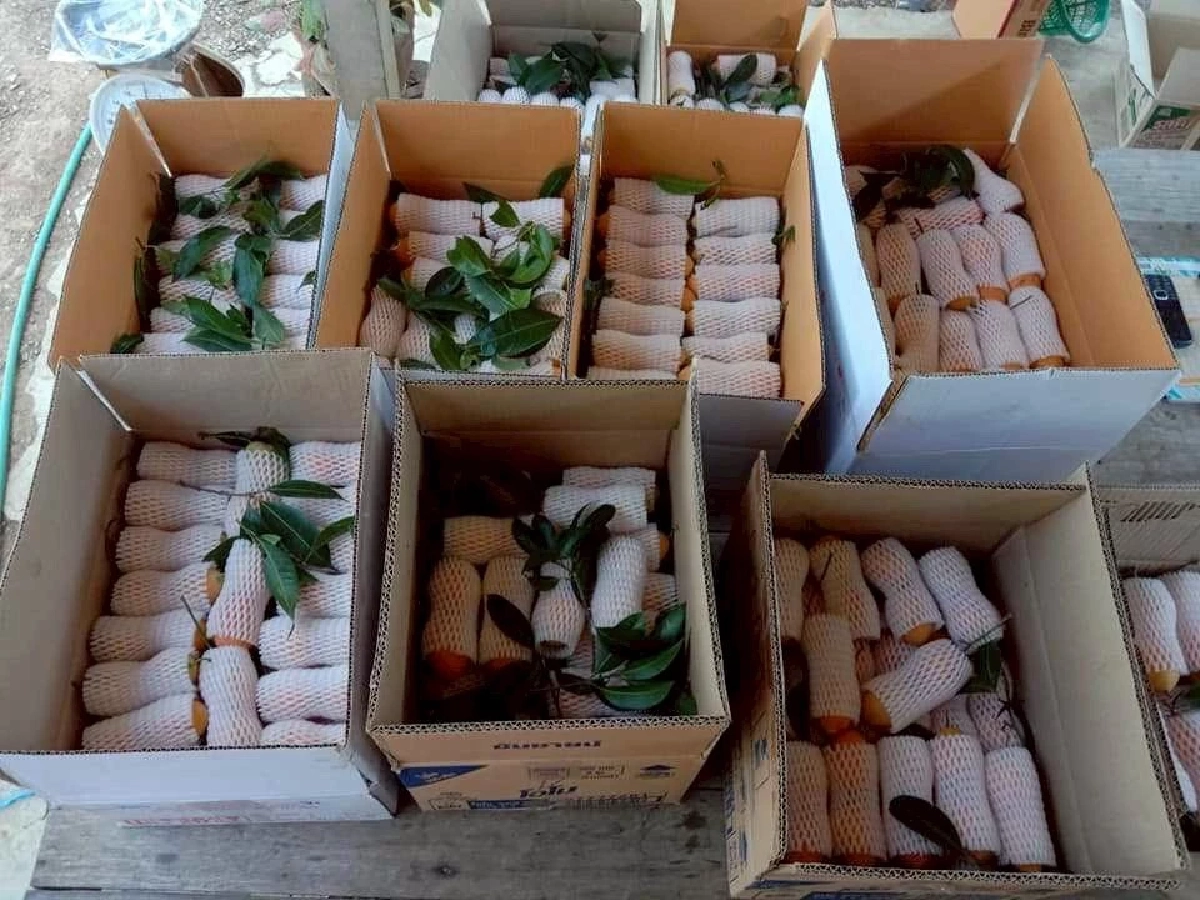 มะยงชิดแม่ย่าสุโขทัย ผงาดสินค้า GI ผลไม้ท้องถิ่นสู่ตลาดคุณภาพ