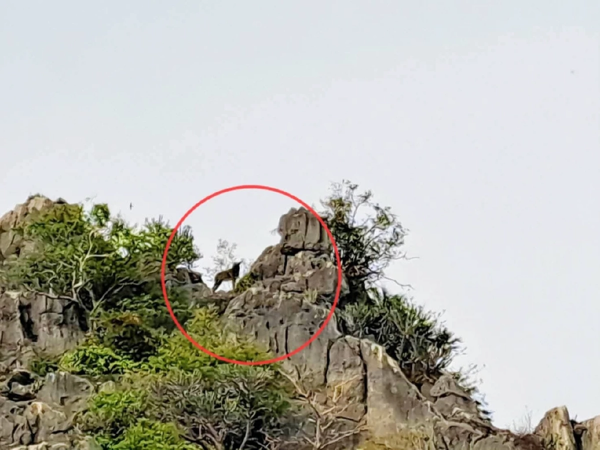 ปังรับปีใหม่! เลียงผาโชว์ตัวเขาสามร้อยยอด 2 จุด สัญญาณดีป่าสมบูรณ์