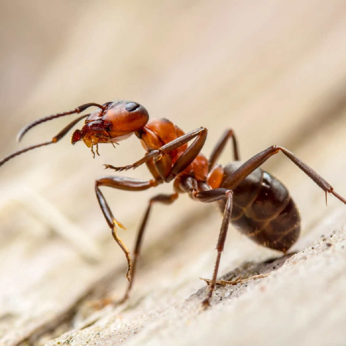 เจาะลึก 4 สาเหตุ ทำไมมดบุกบ้านไม่เลิก แม้ไม่มีของหวาน