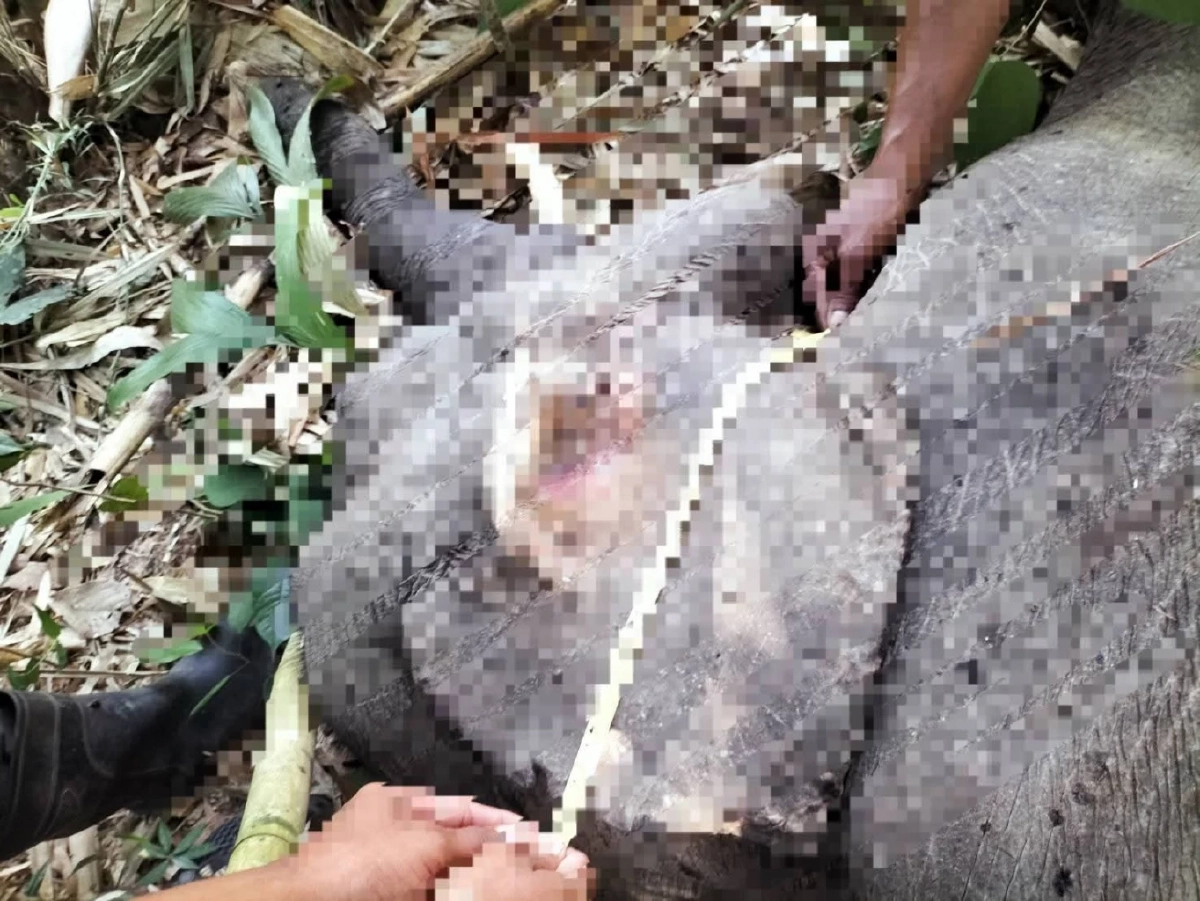 สลด! พบซากช้างป่าน้อยกลางป่าสะบ้าย้อย ด่วนพิสูจน์ปมดับ