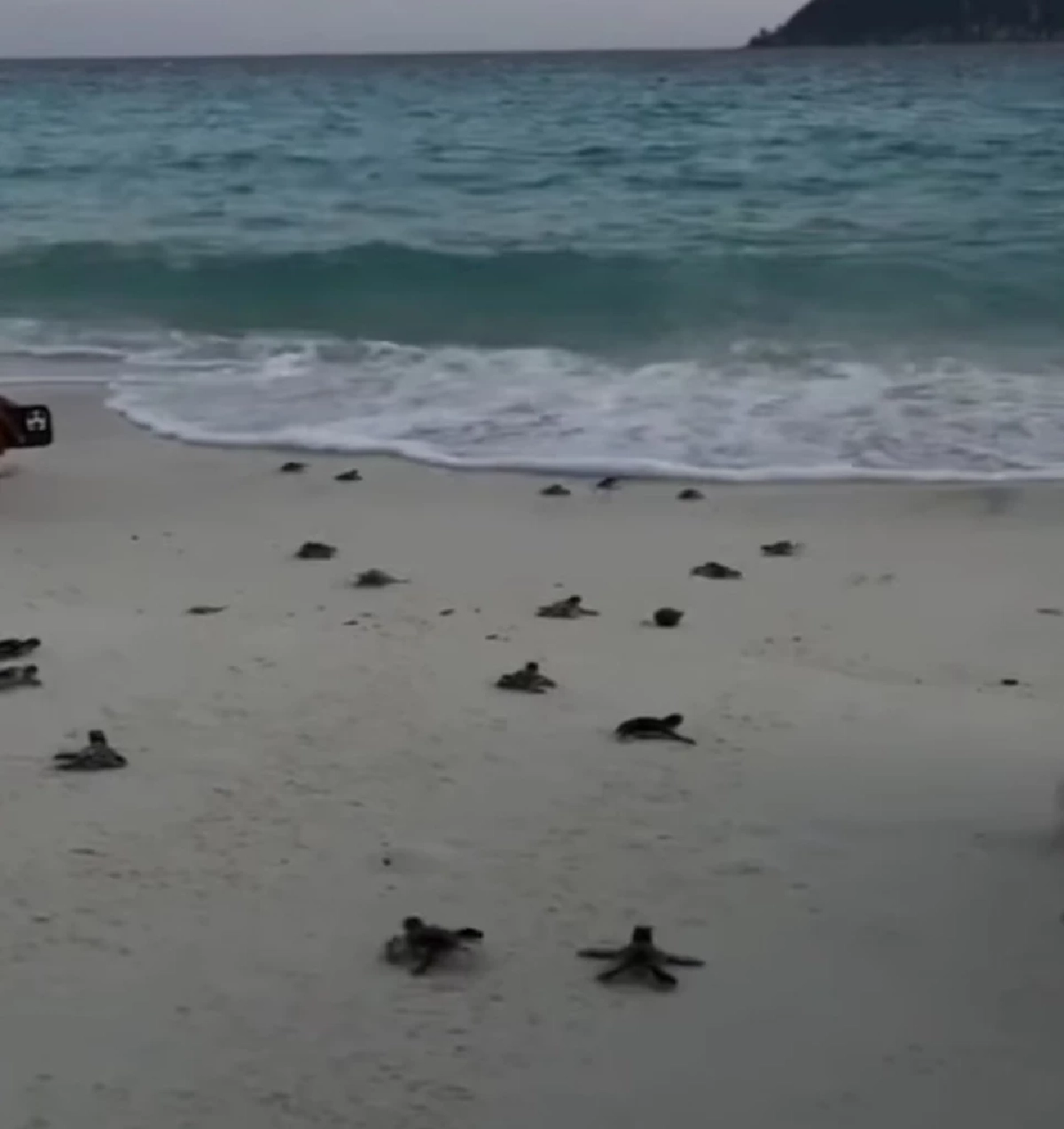 สิมิลันปล่อยลูกเต่าตนุ 71 ตัว คืนสู่ธรรมชาติ ต้อนรับปีใหม่