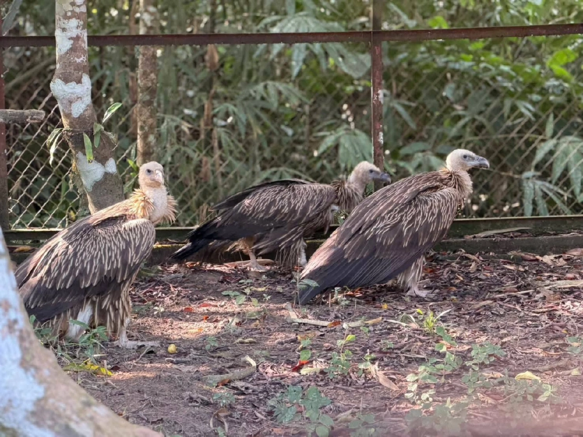 สัญญาณฟื้นตัวดี อัปเดตอาการแร้งสีน้ำตาลหิมาลัย ปีกเริ่มแข็งแรง