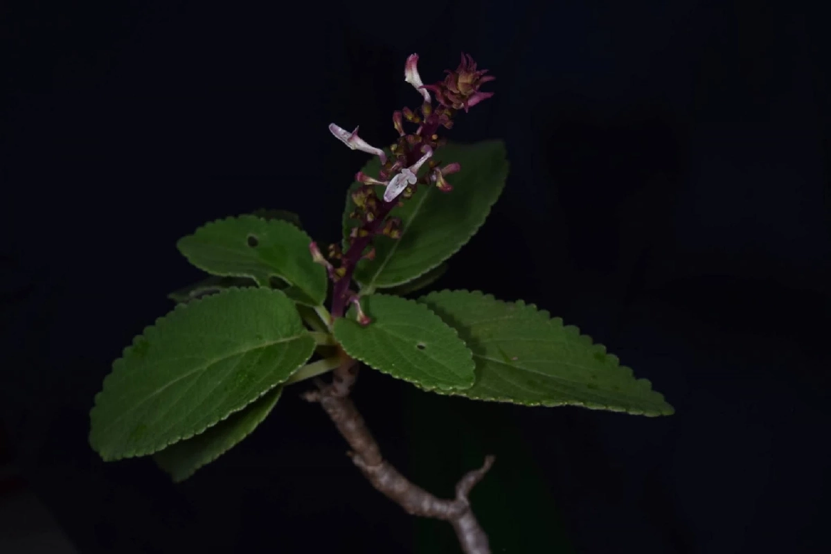 ค้นพบ หูเสือใบขน พรรณไม้หายากที่หายไป 130 ปี