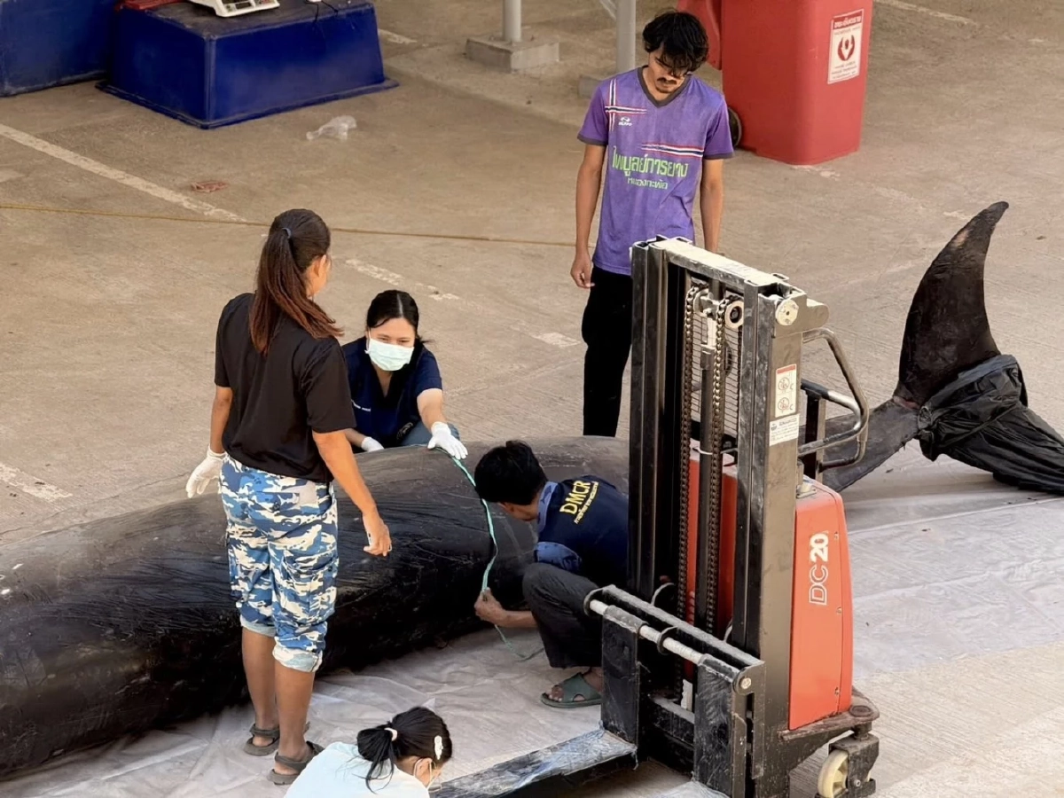 สุดเศร้า ผลชันสูตรซากวาฬมีจะงอยปาก เกยตื้นที่จันทบุรี