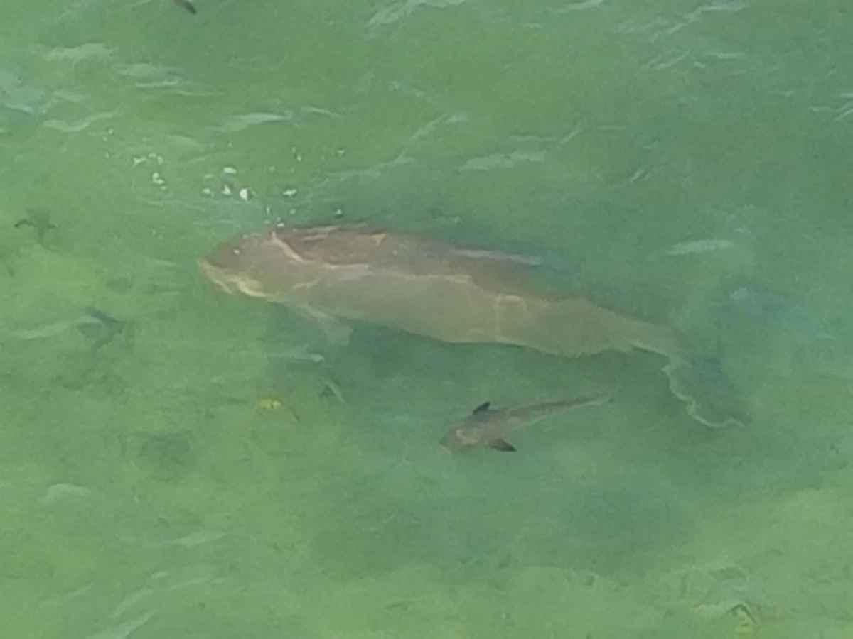 กรมอุทยานฯ บินโดรนพบพะยูนตรัง 1 ตัว ที่หาดหยงหลำ สุขภาพยังดี
