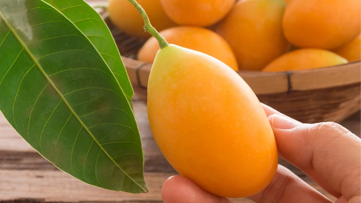 ขึ้นทะเบียน GI มะยงชิดแม่ย่าสุโขทัย ดันเศรษฐกิจท้องถิ่นพุ่ง