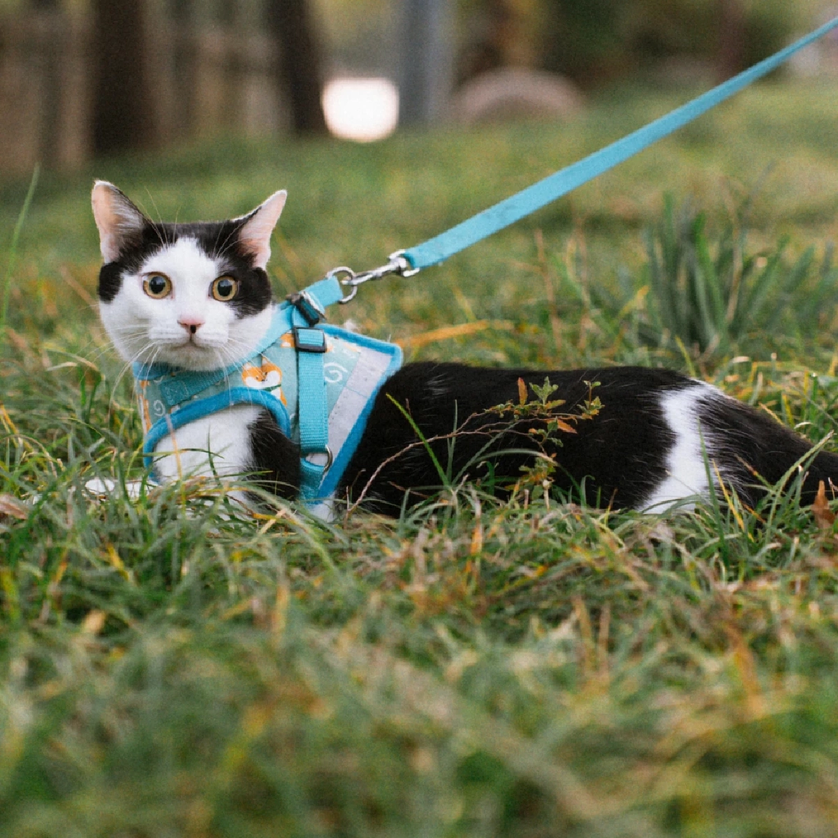 วิธีใส่สายจูงแมว แมวไม่เครียด เดินเที่ยวปลอดภัย