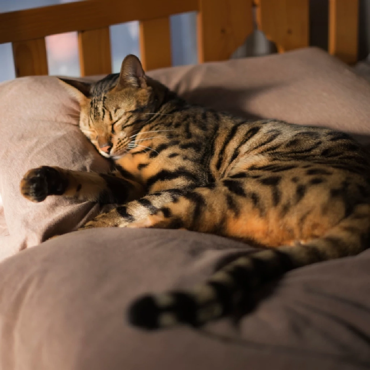 วิธีรับมือเมื่อสัตว์เลี้ยงละเมอหนัก พร้อมข้อควรระวังที่ไม่ควรทำ