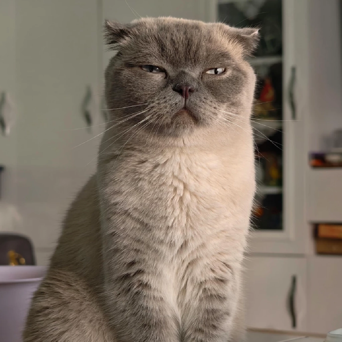 เนเธอร์แลนด์สั่งห้ามเลี้ยง-เพาะพันธุ์แมวหูพับและสฟิงซ์ เริ่ม 1 ม.ค. 2026