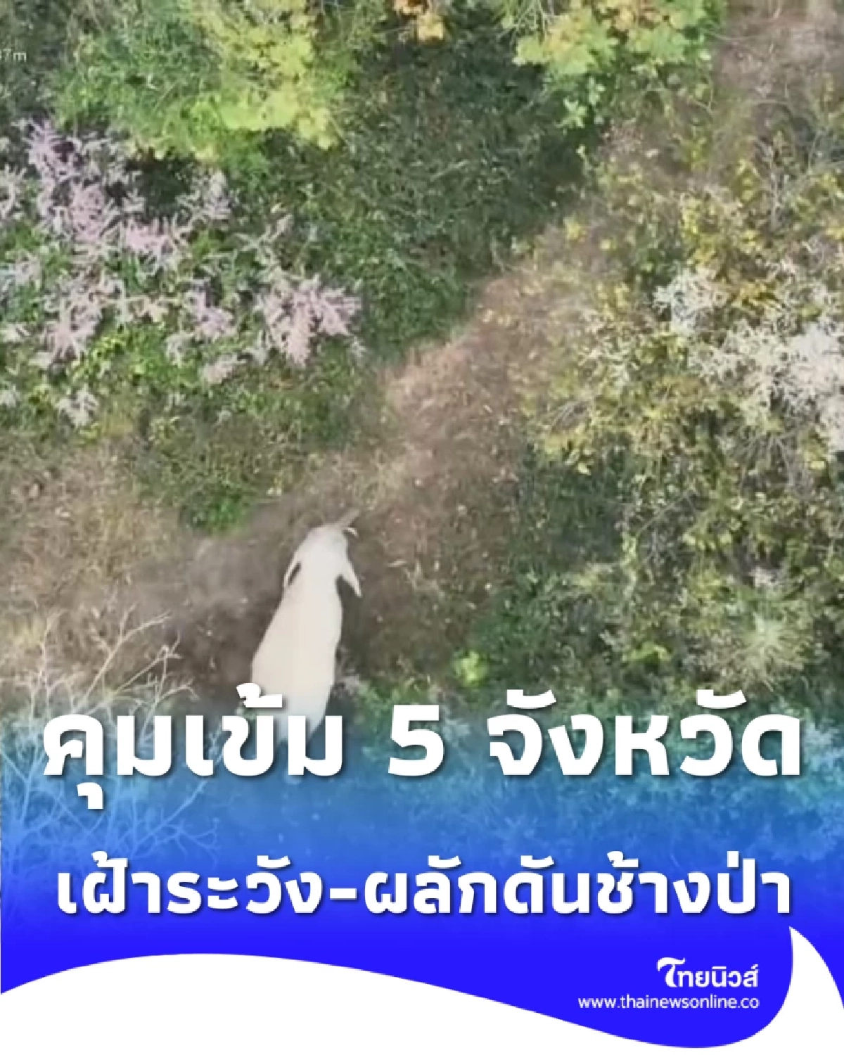 คุมเข้ม 5 จังหวัด เฝ้าระวัง-ผลักดันช้างป่า ป้องกันวิกฤตพืชผลเสียหาย