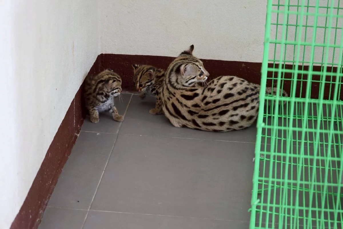 ว้าวุ่นกันทั้งคลินิก! เมื่อ สมพร แมวดาวตัวตึง ต้องกลายเป็นพี่เลี้ยงเด็ก