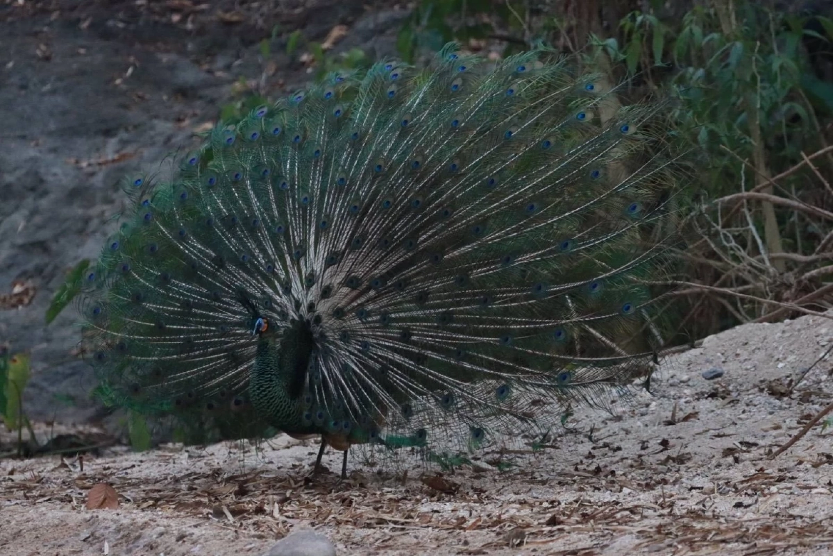 จากร้างสู่รุ่ง เปิดตำนาน โป่งช้างเผือก แหล่งดูสัตว์ป่าสุด Unseen แห่งใหม่