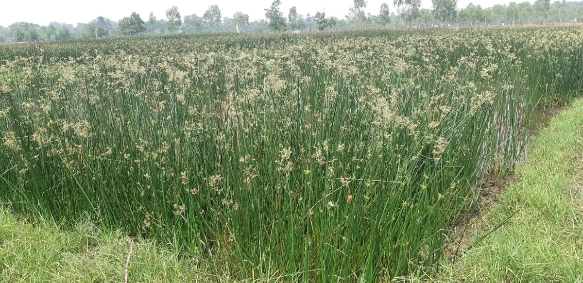 ปั้นเสื่อกกสู่เวทีโลก กกเหล่าพัฒนา ขึ้นแท่น GI ภูมิปัญญานครพนม