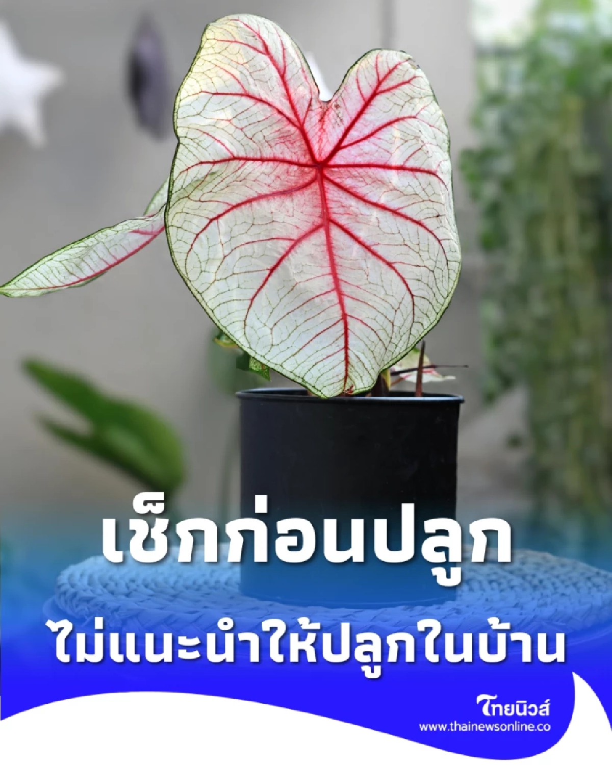 เช็กก่อนปลูก 4 ต้นไม้ สวยแต่แฝงอันตราย ไม่แนะนำให้ปลูกในบ้าน