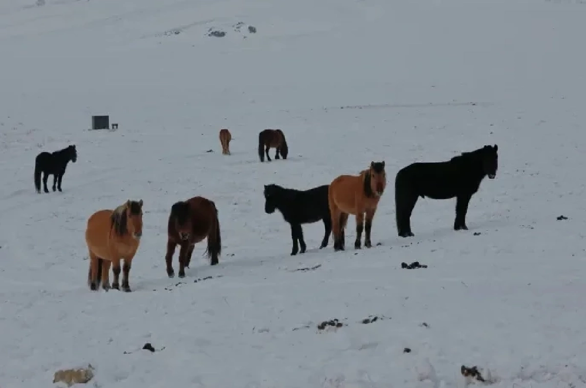มองโกเลียวิกฤต! 9 จังหวัดเผชิญ "ซูด" อากาศหนาวจัดทำปศุสัตว์ล้ม