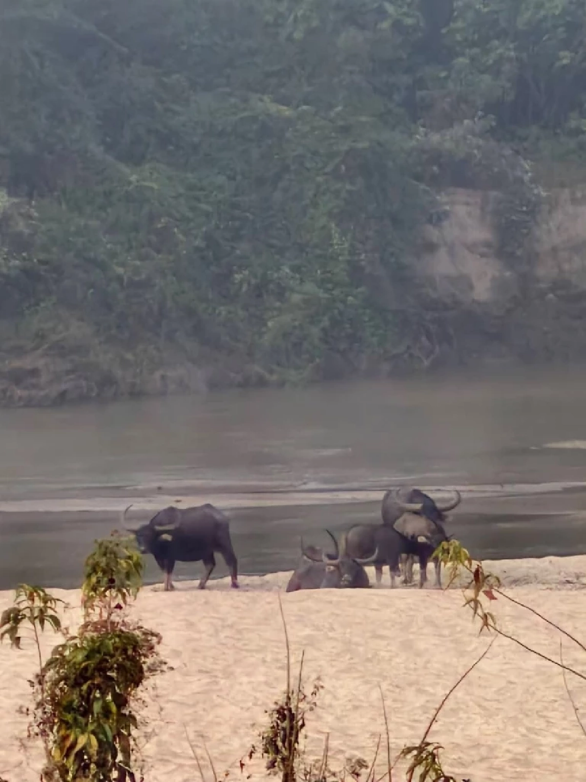 สำรวจประชากรควายป่า ห้วยขาแข้งตอนใต้ ติดตั้งกล้องดักถ่าย 25 จุด