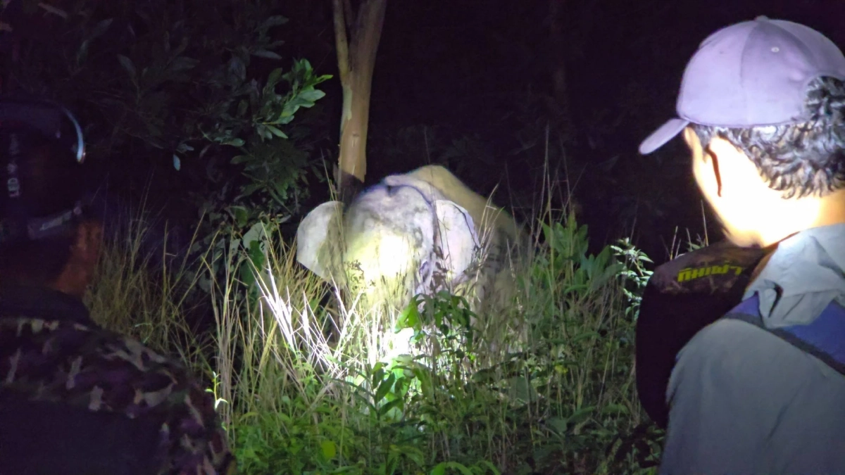 กรมอุทยานฯ ทดลองฉีดวัคซีนคุมกำเนิดช้างป่าครั้งแรกในไทย