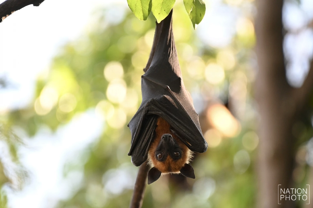 อยุธยาเร่งล้างวัดขนอนใต้ หลังพบมูลค้างคาวสะสมจำนวนมาก