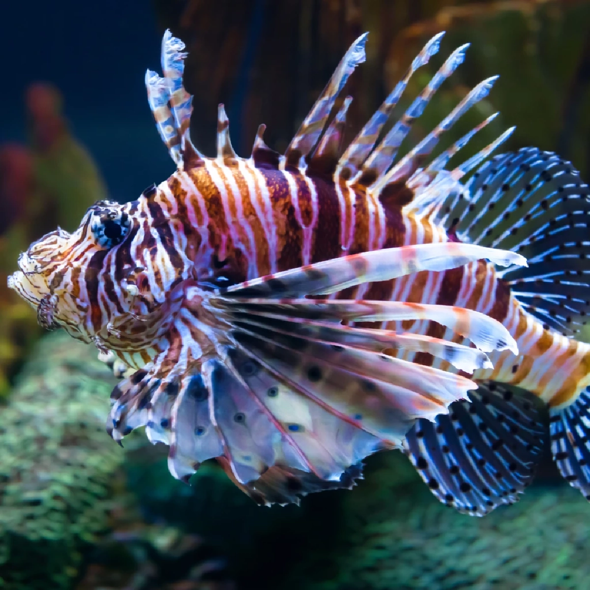 เอเลี่ยนปลาสิงโตบุกทะเล ชูแคมเปญบริโภคกู้ระบบนิเวศ