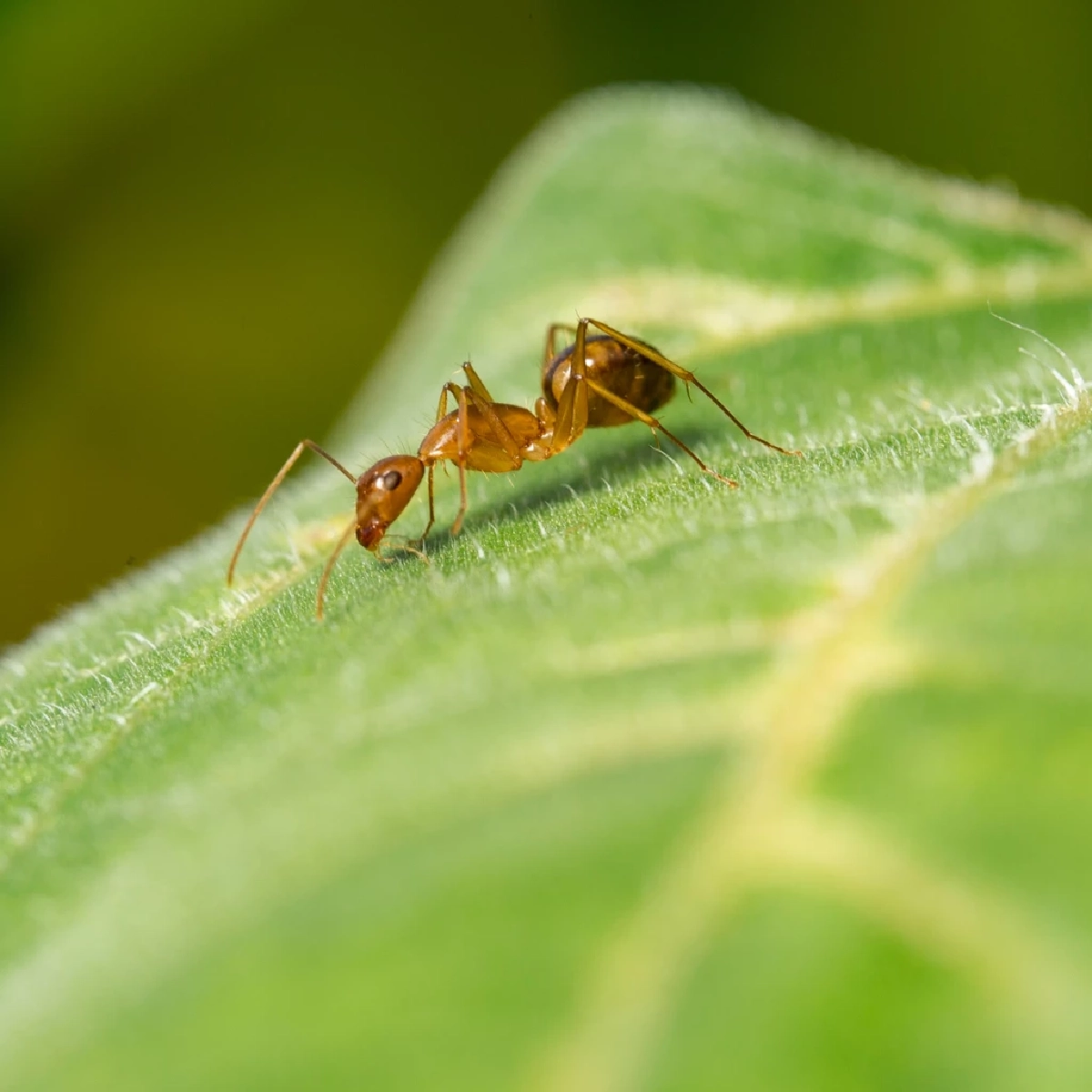 เจาะลึก 4 สาเหตุ ทำไมมดบุกบ้านไม่เลิก แม้ไม่มีของหวาน