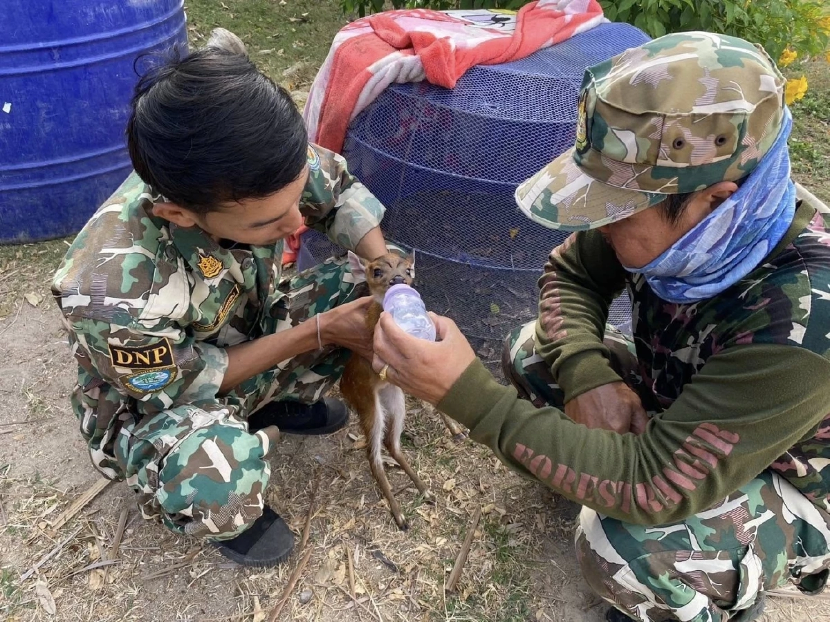 เจ้าหน้าที่อนุรักษ์เพชรบุรีเร่งช่วย ลูกเก้ง พลัดหลง