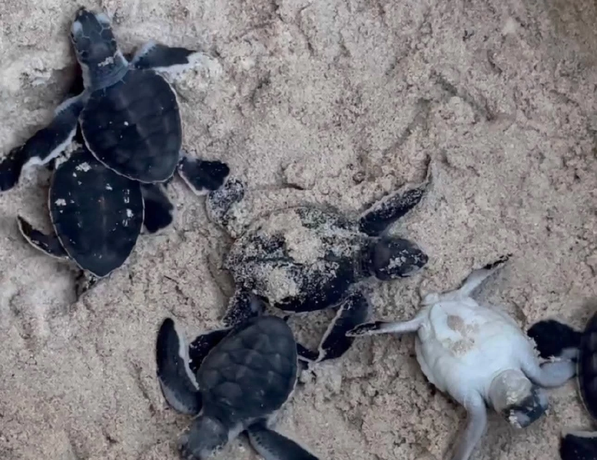 สิมิลันเฮ! ลูกเต่าตนุรังที่ 3 ฟักตัว 51 ตัว ลงสู่ทะเลอันดามัน