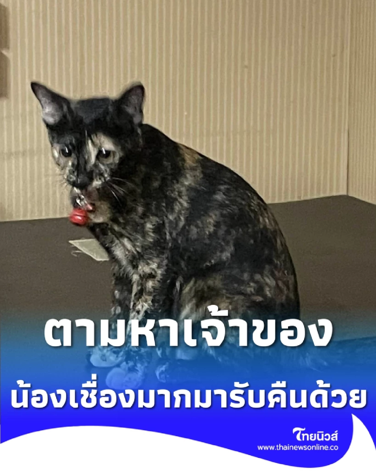 ตามหาเจ้าของ พบแมวสาวปลอกคอแดง มารับคืนด้วยครับ สถานีตำรวจทางหลวง 1