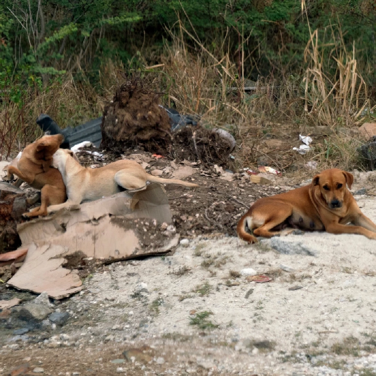 เลี้ยงทิ้งขว้างระวังคุก! เปิดกฎหมายทารุณกรรมสัตว์ โทษหนักปรับหลักแสน
