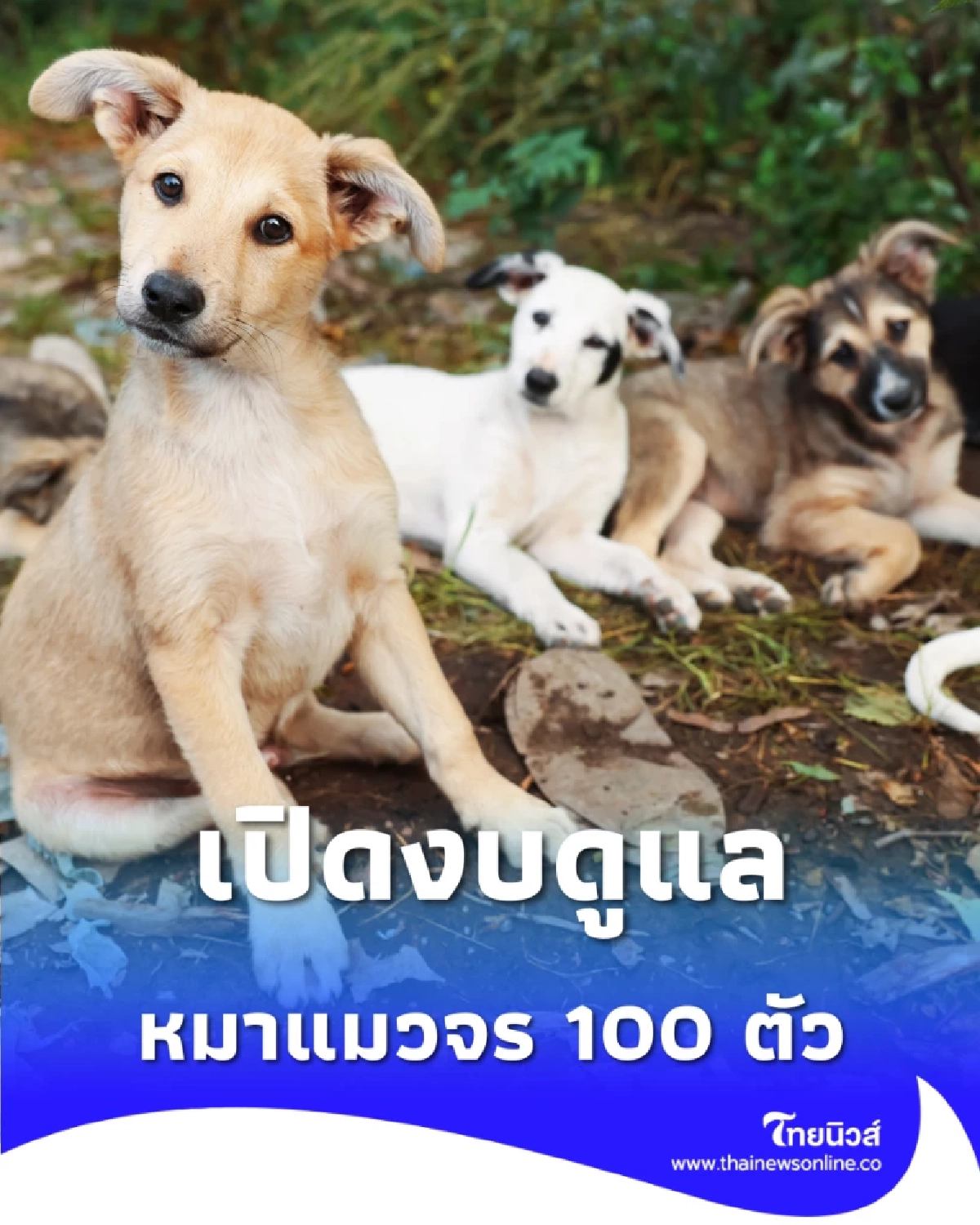 เปิดงบดูแลหมาแมวจร 100 ตัว ต้องควักกระเป๋าจ่ายเดือนละเท่าไหร่