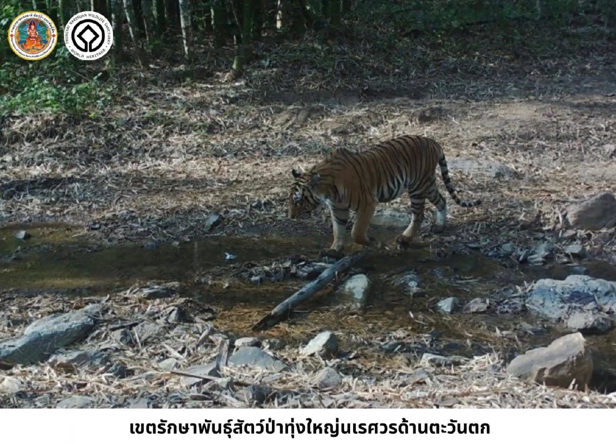 ทุ่งใหญ่นเรศวรฯ เผยภาพแมวป่า 6 ชนิด ยันความอุดมสมบูรณ์ไทย