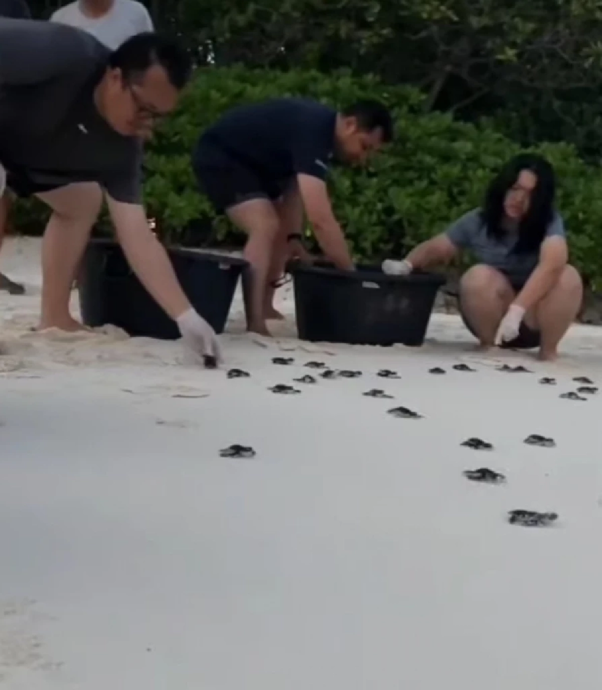 สิมิลันปล่อยลูกเต่าตนุ 71 ตัว คืนสู่ธรรมชาติ ต้อนรับปีใหม่