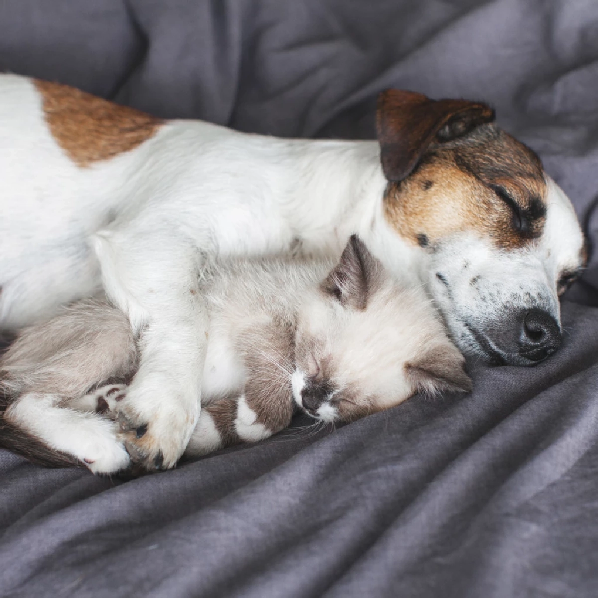 วิธีรับมือเมื่อสัตว์เลี้ยงละเมอหนัก พร้อมข้อควรระวังที่ไม่ควรทำ