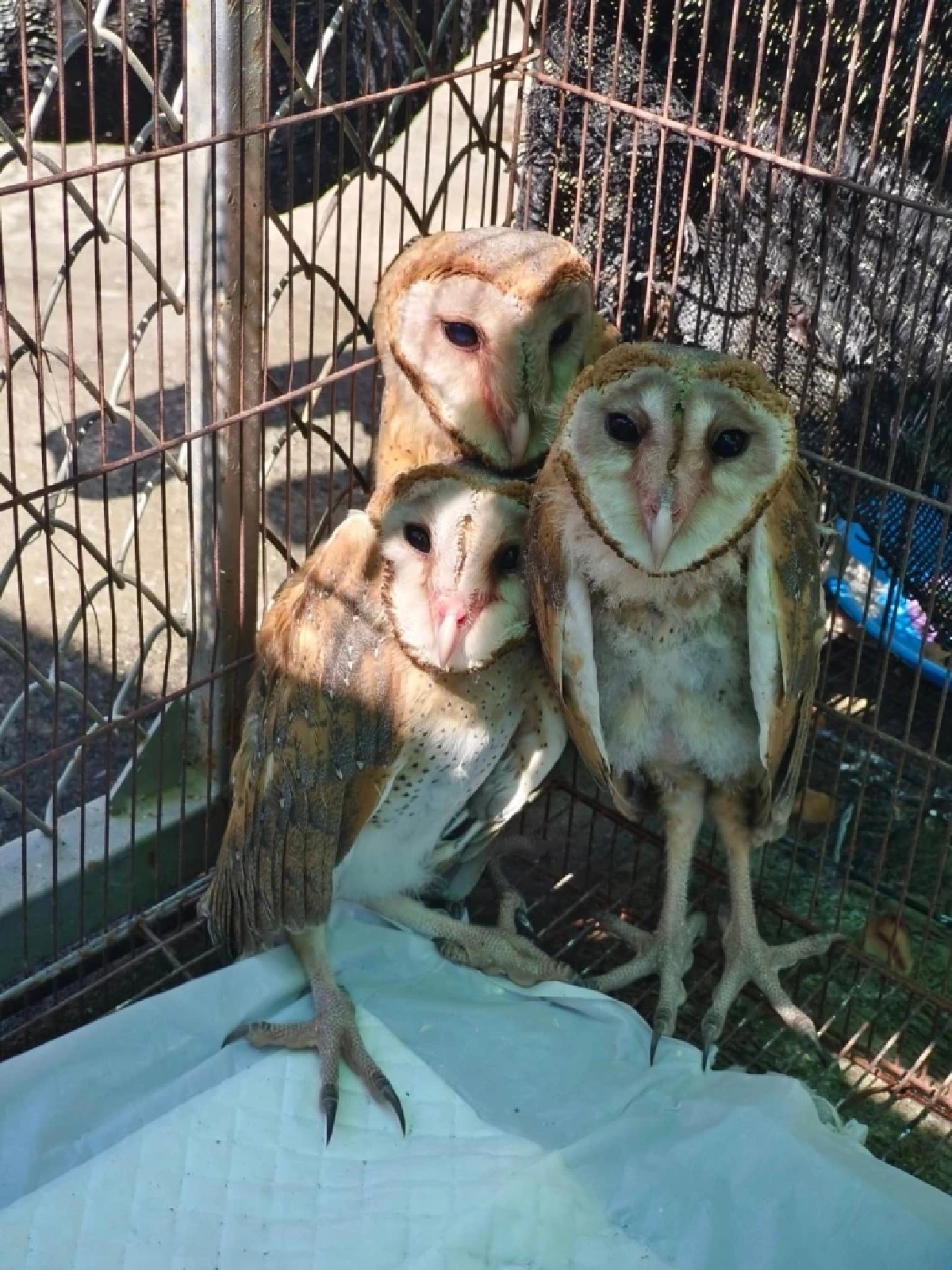 นกแสก ความเชื่อที่ผิดๆ กับสัตว์นักล่าผู้ควบคุมระบบนิเวศ