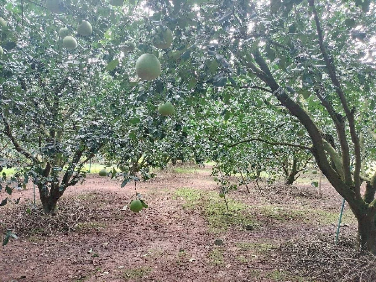 เปิดตัว GI ใหม่ ส้มโอเวียงแก่น หนุนเชียงรายขึ้นรองแชมป์ประเทศ