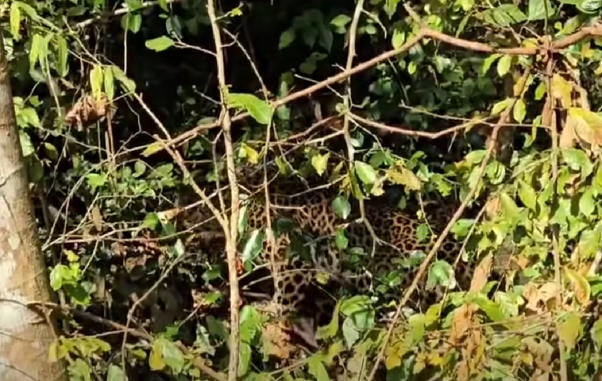 เจ้าหน้าที่พบเสือดาวซุ่มชายป่าแก่งกระจาน ย้ำความสมบูรณ์ป่าไทย