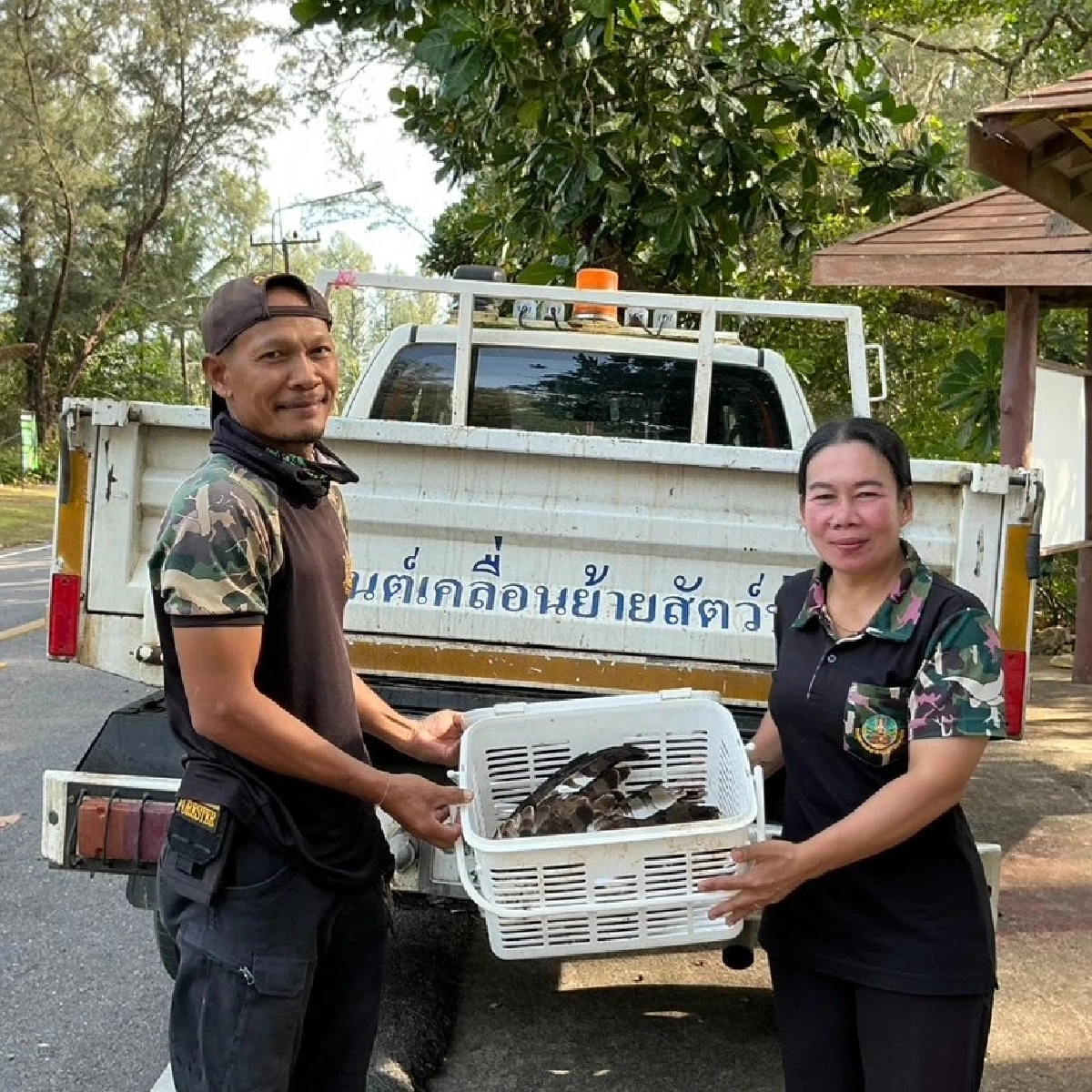 ช่วยเหลือเหยี่ยวบาดเจ็บ ผ่านการแจ้งผ่านสายด่วนพิทักษ์ป่า 1362