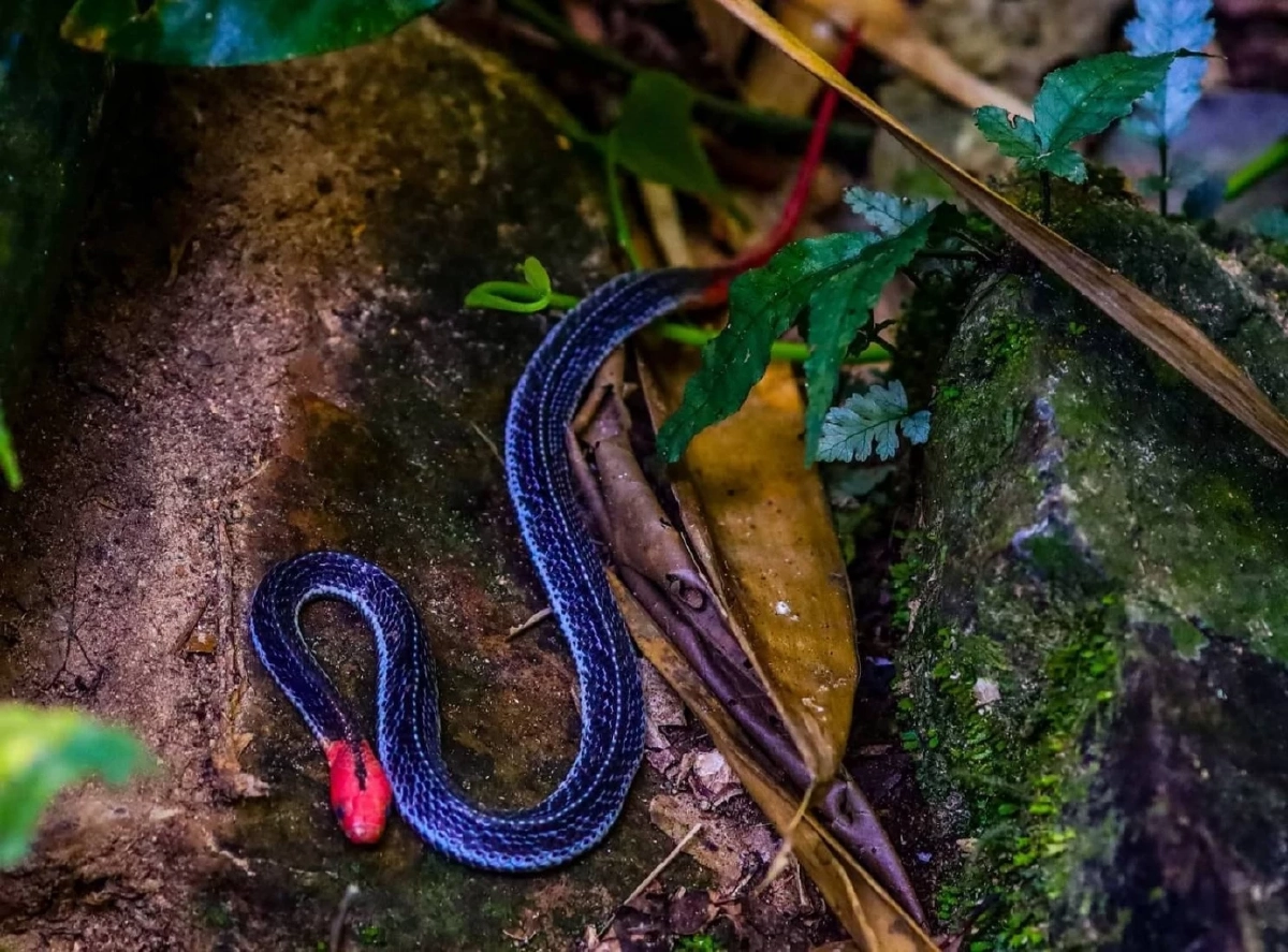 รู้จัก งูสามเหลี่ยมหัวแดง งูหายากสีสันโดดเด่น งดงาม