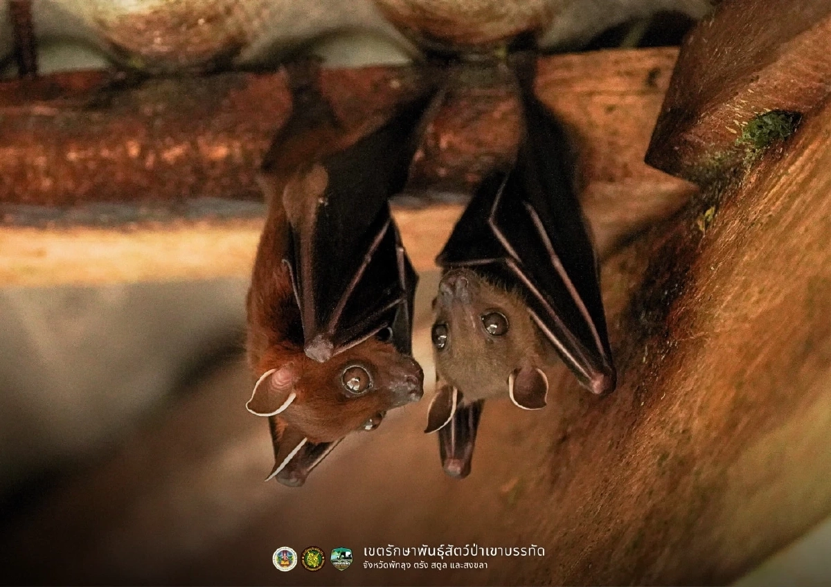 ทำความรู้จัก ค้างคาวขอบหูขาวกลาง ฮีโร่ตัวจิ๋วผู้ปลูกป่า