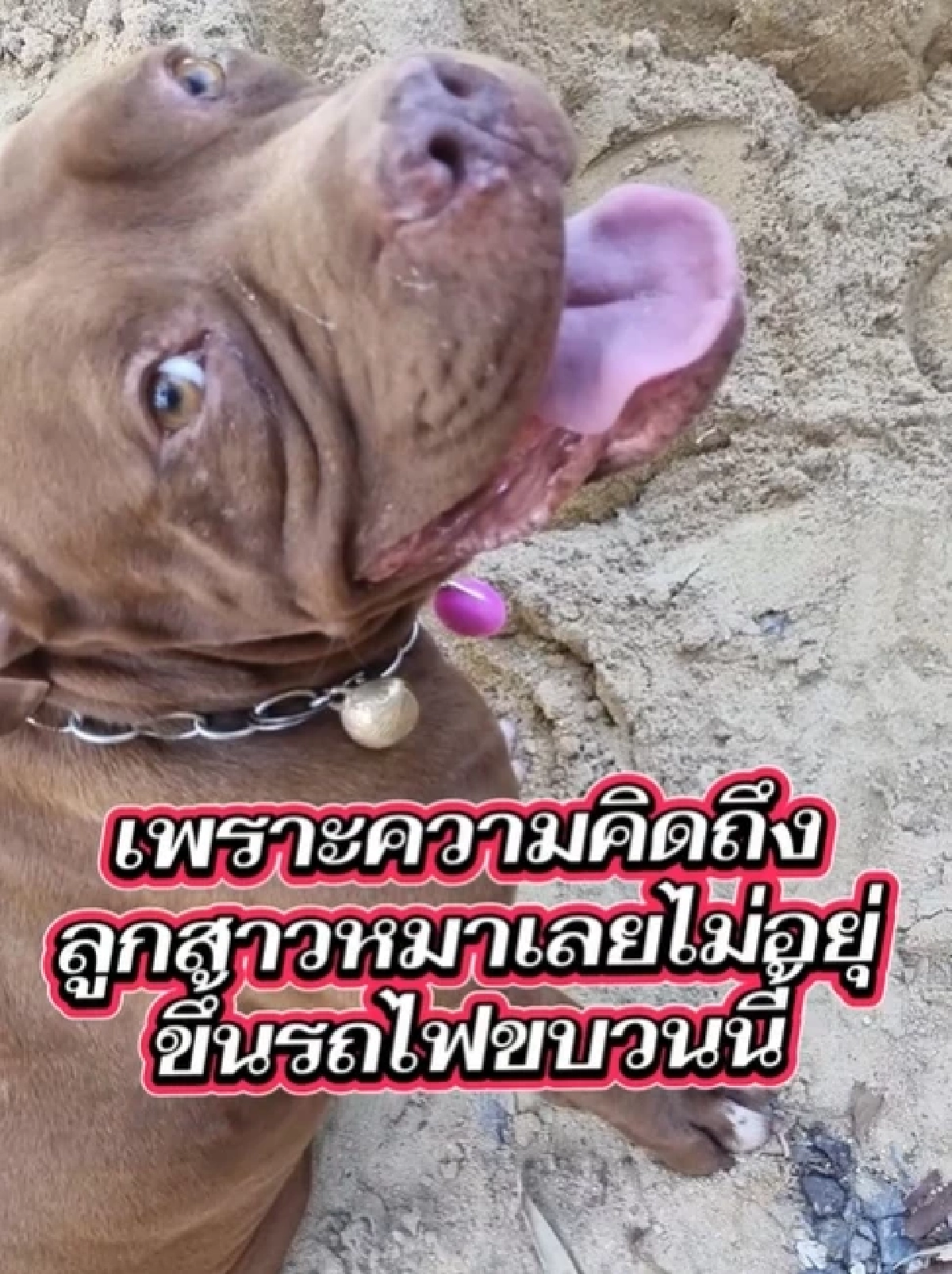 ขนลุก พิทบูลหอนเตือนภัย เจ้าของรอดเครนถล่มทับรถไฟปาฏิหาริย์